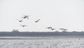 A flock of swans in flight Royalty Free Stock Photo