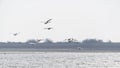 A flock of swans in flight Royalty Free Stock Photo