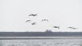 A flock of swans in flight Royalty Free Stock Photo