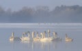 flock of swans in the hole Royalty Free Stock Photo