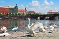 Flock of swans in Prague