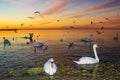 Flock of swans on sunset beach Varna Bulgaria Royalty Free Stock Photo