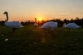 Flock of swans at sunset stands on the lawn