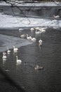 Flock of swans swimming in a river Royalty Free Stock Photo