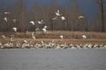 Flock of swans taking flight Royalty Free Stock Photo