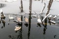 Flock of swans at the wintertime Royalty Free Stock Photo