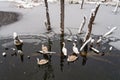 Flock of swans at the wintertime Royalty Free Stock Photo