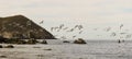 A Flock of Terns in Flight and Cormorants on the Rocks