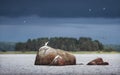 Flock of terns at stones with dramatic blue sky. Clean nordic nature of Baltic sea, gulf of Finland Royalty Free Stock Photo