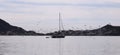 A Flock of Terns Surrounds a Sailboat