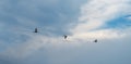A flock of three ducks flies against the sky