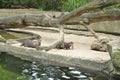A flock of three otters in the zoo paddock looking ahead one has taken a fish