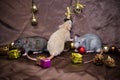 Flock of three rats, gray, white and black in the Christmas decorations, on brown background with a copyspace for a card