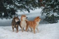A flock of three Siba inu dogs walk in a snow-covered forest