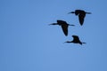 Flock of Three White-faced Ibis Silhouetted in a Blue Sky