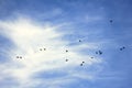 flock of thrushes flying