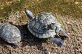 A flock of Trachemys scripta turtles. Small turtle resting on the back of a large wild turtle