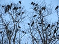 Flock of tree birds resting emigration many