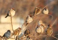 A flock of tree sparrow sits on the bush