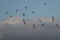 Flock of Tree Swallows