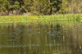 Flock of tree swallows skims the water for fish, Georgia. Royalty Free Stock Photo