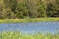 Flock of tree swallows skims the water for fish, Georgia.