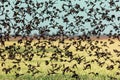 Flock of tricolored blackbirds (Agelaius tricolor) flying above a green field near Sacramento Royalty Free Stock Photo