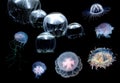 Flock of Tropic jellyfish swimming in the ocean