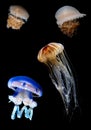 Flock of Tropic jellyfish swimming in the ocean vertical image