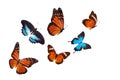 Flock of tropical butterflies isolated on a white