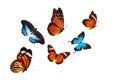 Flock of tropical butterflies isolated on a white