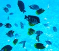 Flock of tropical fishes in water of red sea Royalty Free Stock Photo