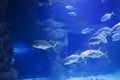 A flock of tropical sea fish in blue water Royalty Free Stock Photo