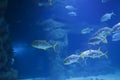 A flock of tropical sea fish in blue water Royalty Free Stock Photo