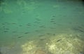 Flock of trout in the clear blue green river