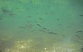 Flock of trout in the clear river