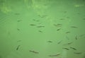 Flock of trout in the clear river