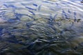 A flock of trout floating in a shallow river with pebbles.