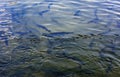 A flock of trout floating in a shallow river with pebbles.