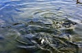 A flock of trout floating in a shallow river with pebbles.