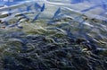 A flock of trout floating in a shallow river with pebbles.