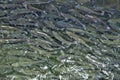 Flock of trout in the river