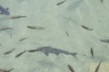 A flock of trout are strolling in the lake.