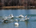 Flock of Trumpeter Swans