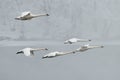 Flock of Trumpeter Swans Flies Over River