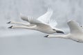 Flock of Trumpeter Swans Fly Past Royalty Free Stock Photo