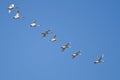 Flock of Trumpeter Swans Flying in a Blue Sky Royalty Free Stock Photo
