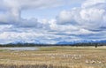 Flock of Trumpeter Swans resting during migrations