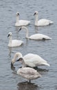 Flock of Trumpeter Swans in River Royalty Free Stock Photo