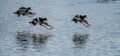 Flock of Tufted Duck Aythya fuligula in flight